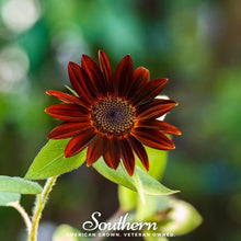 Load image into Gallery viewer, Velvet Queen Sunflower – 25 Seeds
