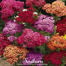 Load image into Gallery viewer, Summer Berries Yarrow Mix – 50 Seeds
