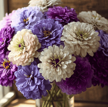 Load image into Gallery viewer, Blueberry Cheesecake Zinnia – 100 Seeds
