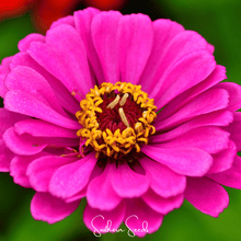 Load image into Gallery viewer, Blueberry Cheesecake Zinnia – 100 Seeds

