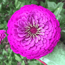 Load image into Gallery viewer, Blueberry Cheesecake Zinnia – 100 Seeds
