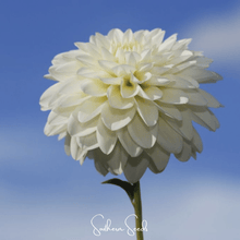 Load image into Gallery viewer, Blueberry Cheesecake Zinnia – 100 Seeds
