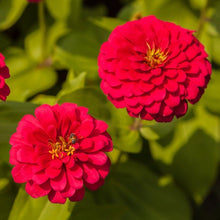 Load image into Gallery viewer, Cherry Queen Zinnia – 100 Seeds
