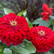 Load image into Gallery viewer, Cherry Queen Zinnia – 100 Seeds
