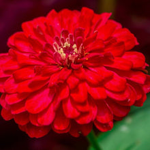 Load image into Gallery viewer, Cherry Queen Zinnia – 100 Seeds
