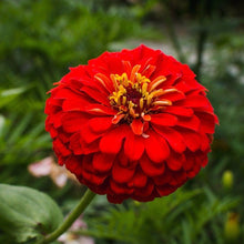 Load image into Gallery viewer, Cherry Queen Zinnia – 100 Seeds
