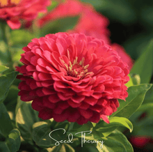 Load image into Gallery viewer, Coral Zinnia – 100 Seeds
