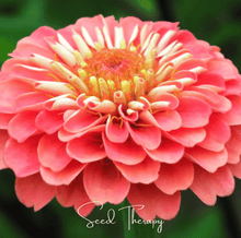 Load image into Gallery viewer, Coral Zinnia – 100 Seeds
