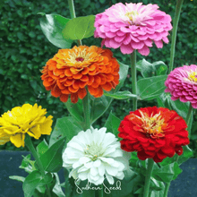 Load image into Gallery viewer, Dahlia Flowered Zinnia – 100 Seeds
