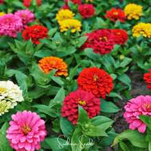 Load image into Gallery viewer, Dahlia Flowered Zinnia – 100 Seeds
