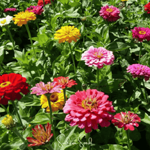 Load image into Gallery viewer, Dahlia Flowered Zinnia – 100 Seeds
