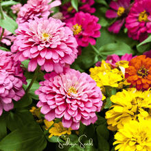 Load image into Gallery viewer, Dahlia Flowered Zinnia – 100 Seeds
