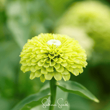 Load image into Gallery viewer, Envy Green Zinnia – 25 Seeds
