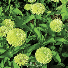 Load image into Gallery viewer, Envy Green Zinnia – 25 Seeds
