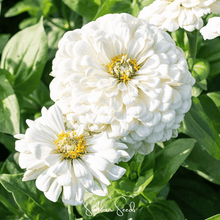Load image into Gallery viewer, Lemon Meringue Zinnia – 100 Seeds
