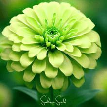 Load image into Gallery viewer, Lemon Meringue Zinnia – 100 Seeds
