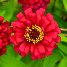 Load image into Gallery viewer, Meteor Zinnia – 100 Seeds

