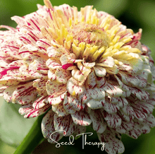 Load image into Gallery viewer, Peppermint Stick Zinnia – 50 Seeds
