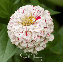 Load image into Gallery viewer, Peppermint Stick Zinnia – 50 Seeds
