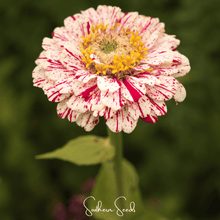Load image into Gallery viewer, Peppermint Stick Zinnia – 50 Seeds
