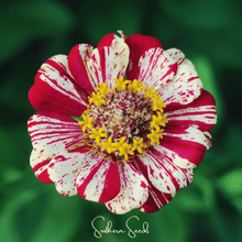Load image into Gallery viewer, Peppermint Stick Zinnia – 50 Seeds
