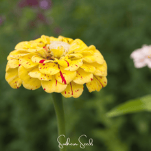 Load image into Gallery viewer, Peppermint Stick Zinnia – 50 Seeds
