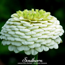 Load image into Gallery viewer, Polar Bear Zinnia – 100 Seeds
