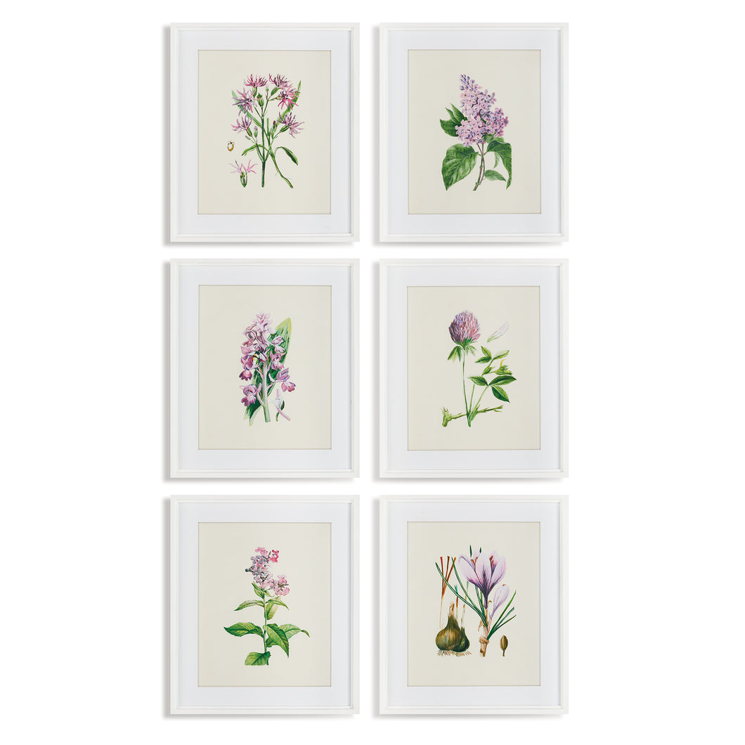Flower Study Prints, Set Of 6