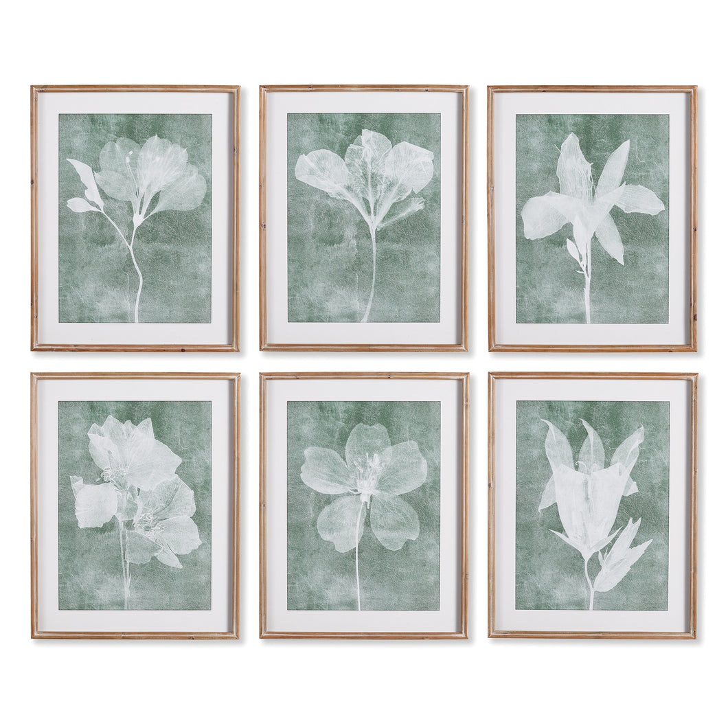 Translucent Floral Prints, Set Of 6