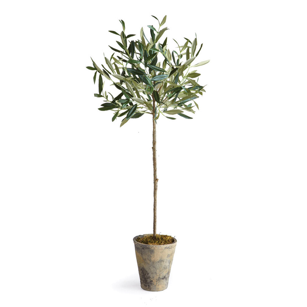 Olive Tree Potted 30