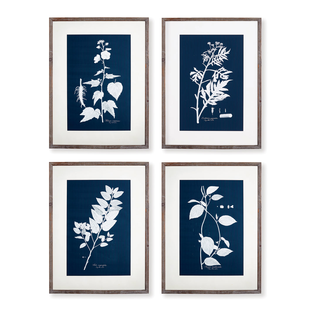 Cyano Botanical Leaf Study, Set Of 4