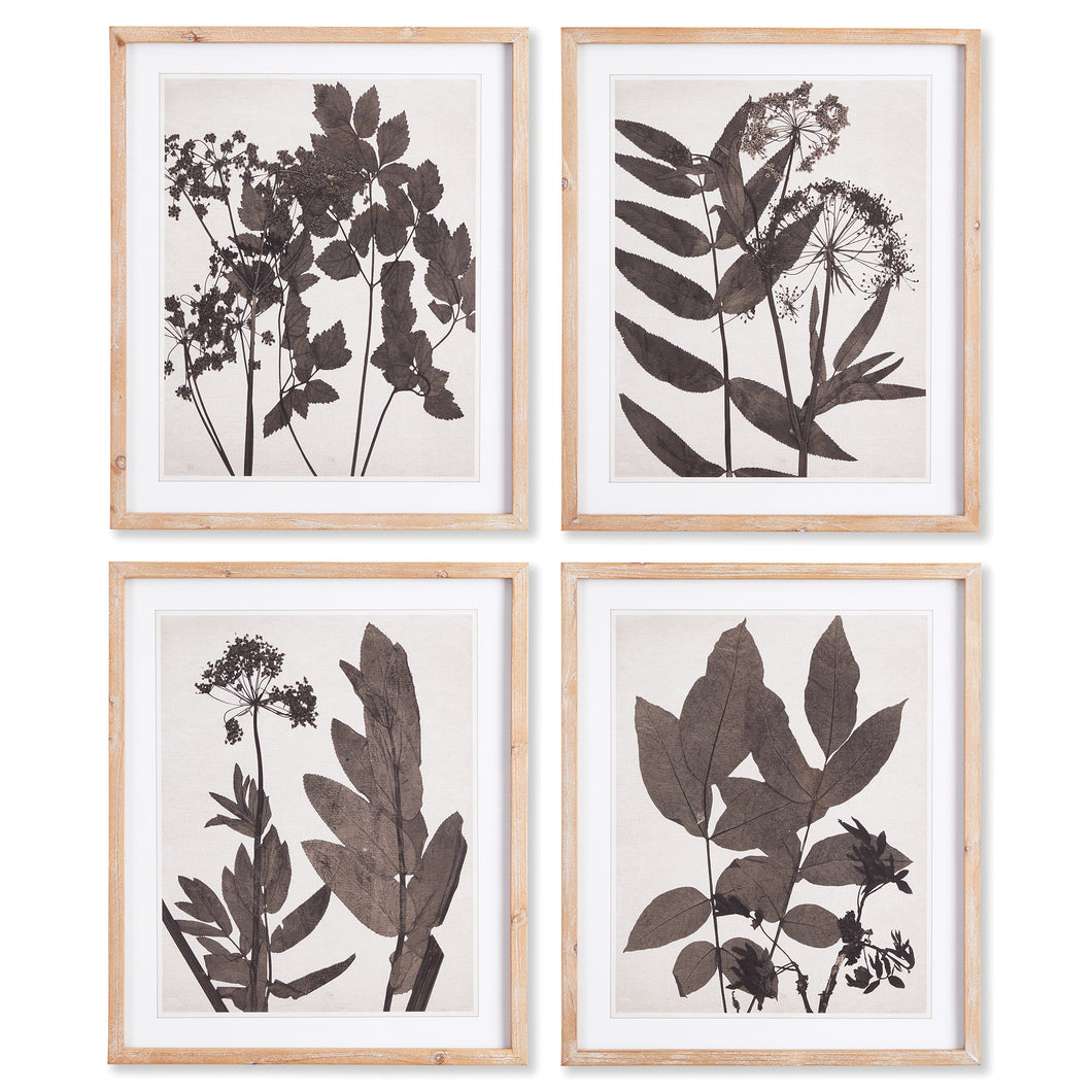 Pressed Foliage Prints, Set Of 4