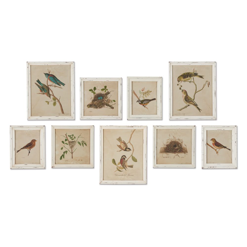 Framed Aviary Bird & Nest Habitat Prints, Set Of 9