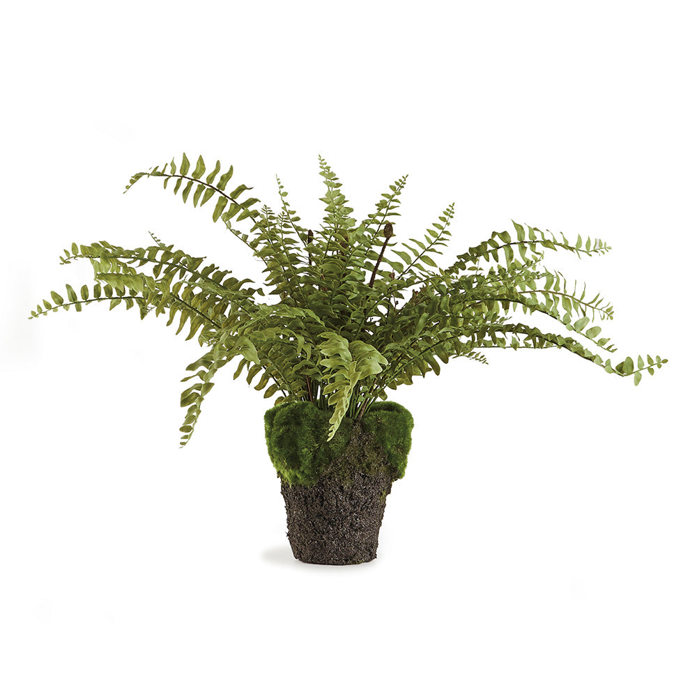 Boston Fern Drop-In 16