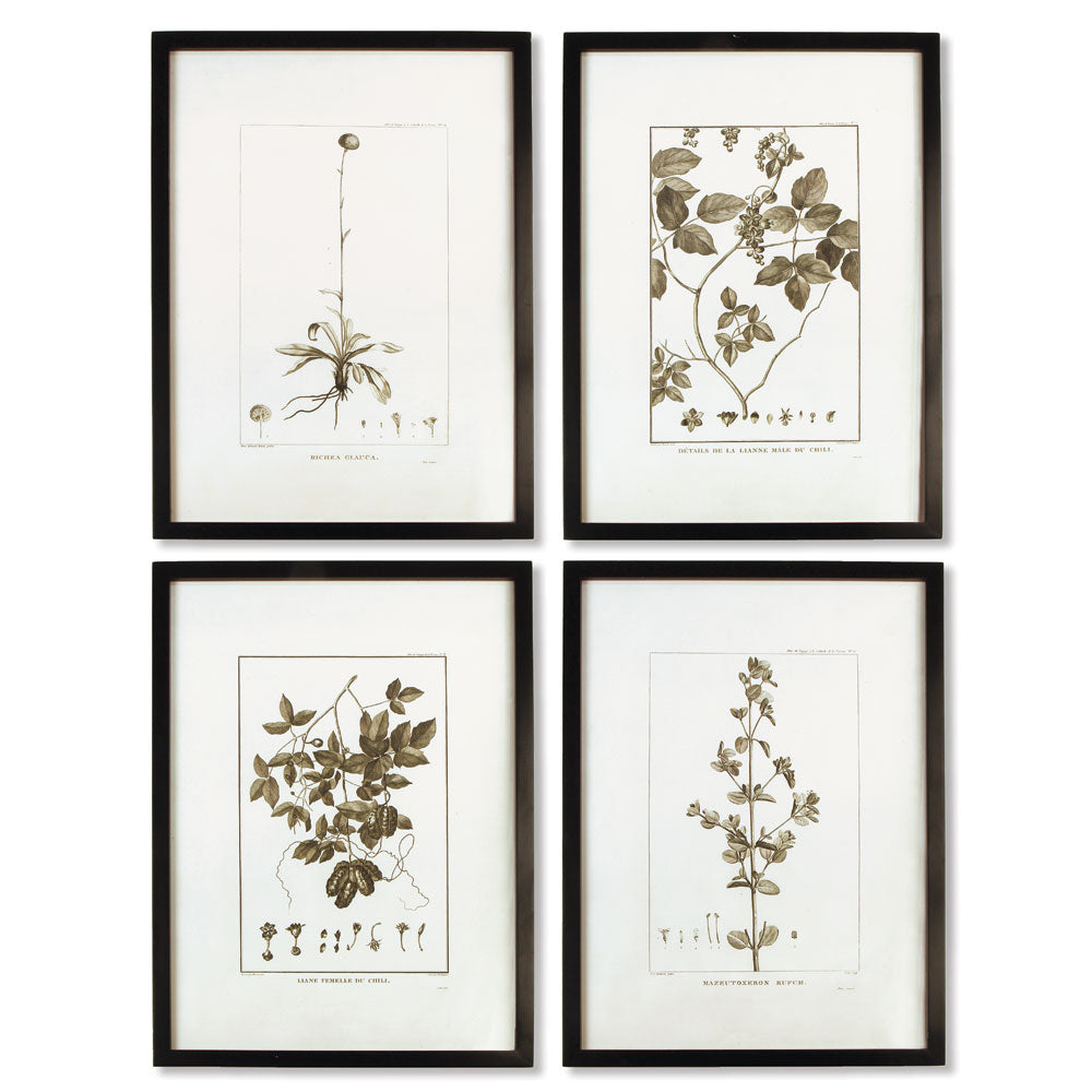 Framed Sepia-Tone Botanical Prints, Set Of 4