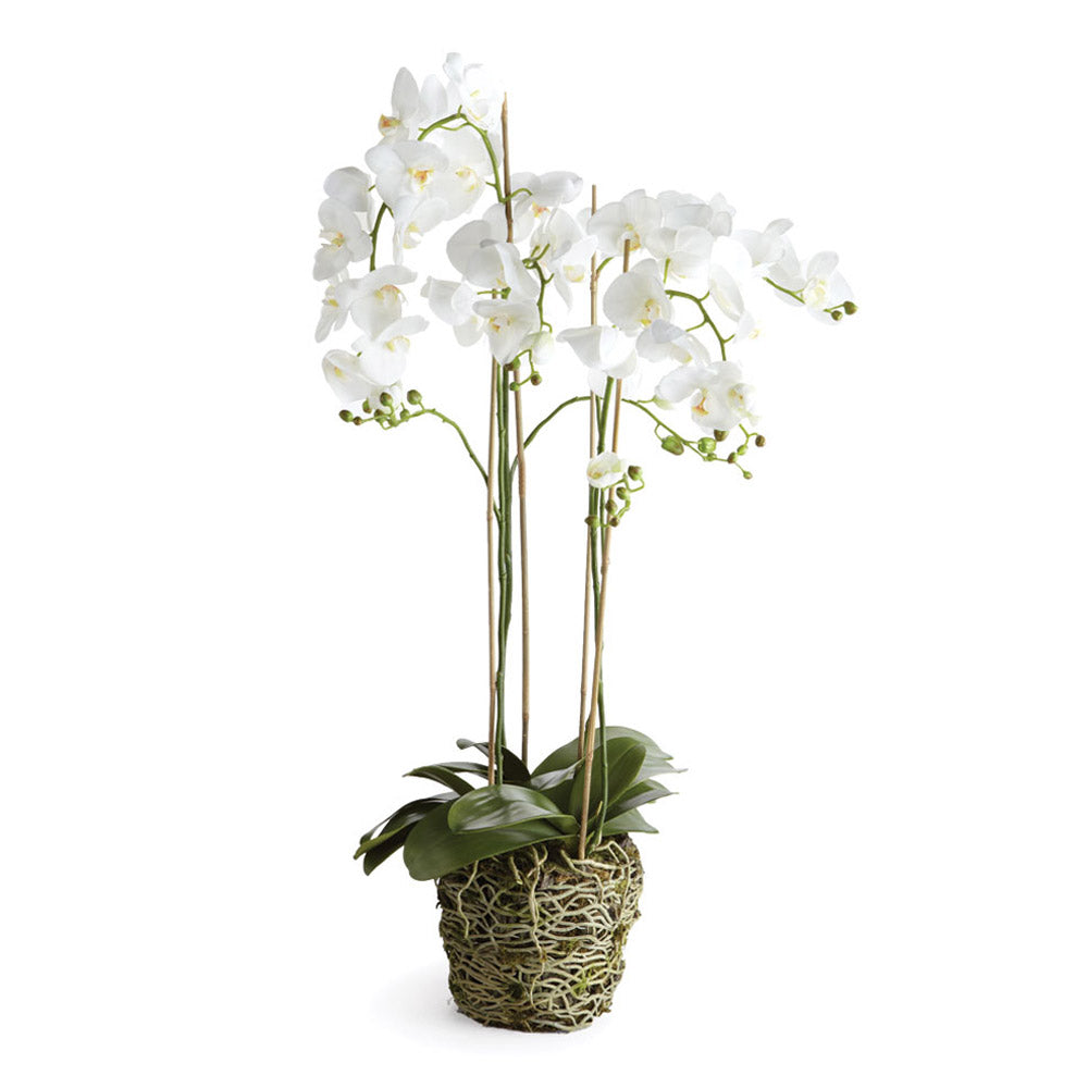 Phalaenopsis Orchid Drop-In 44