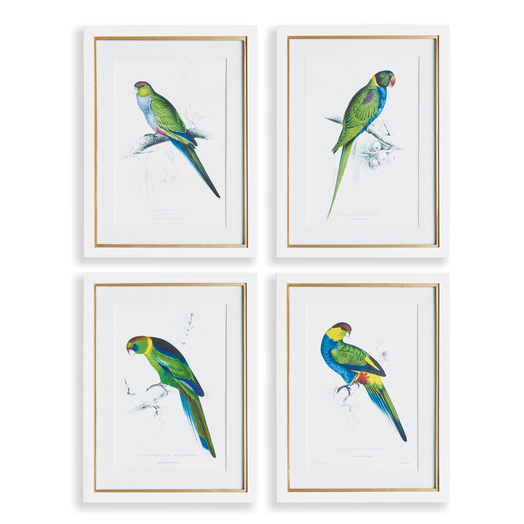 Colorful Parrots Prints St/4