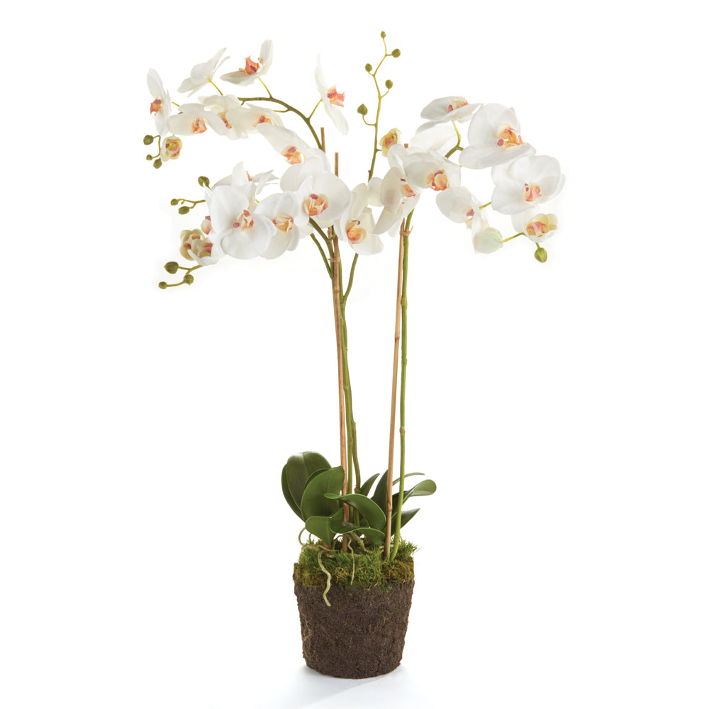 Phalaenopsis Orchid Drop-In 31