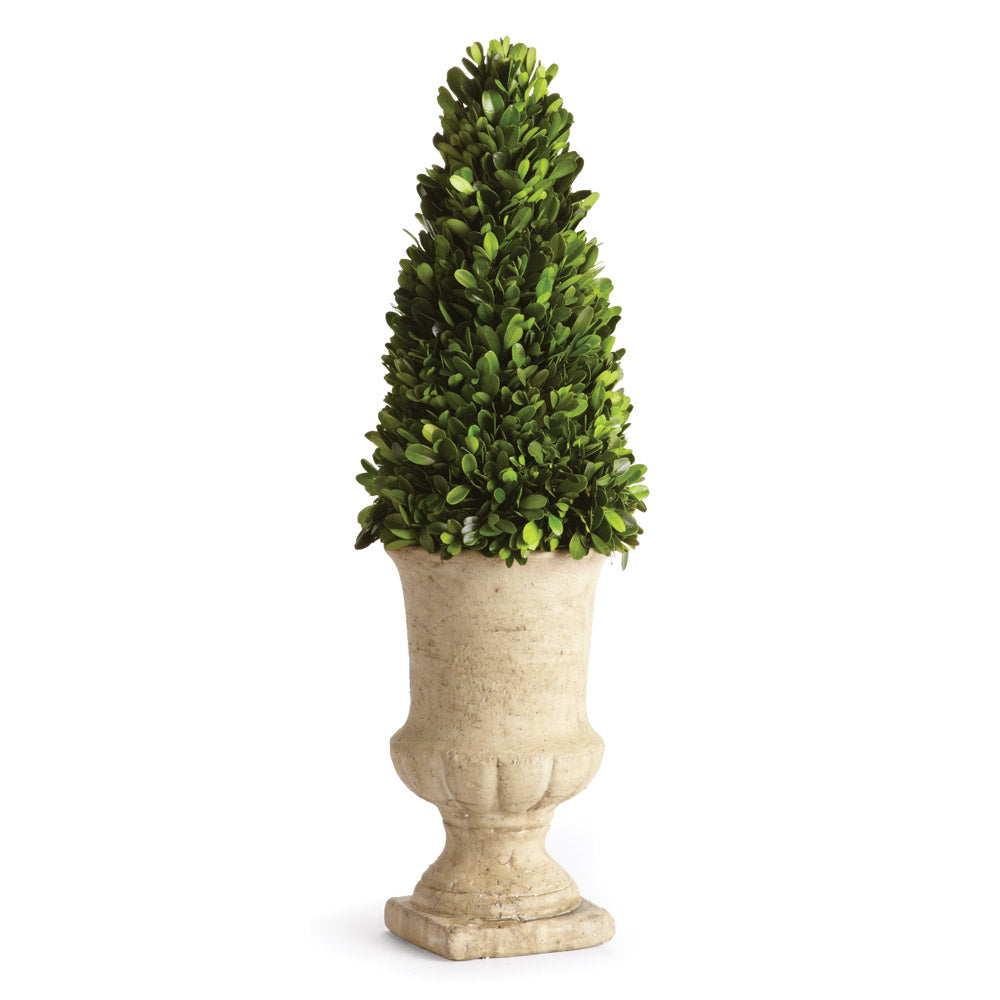 Boxwood Cone Topiary In Urn 24