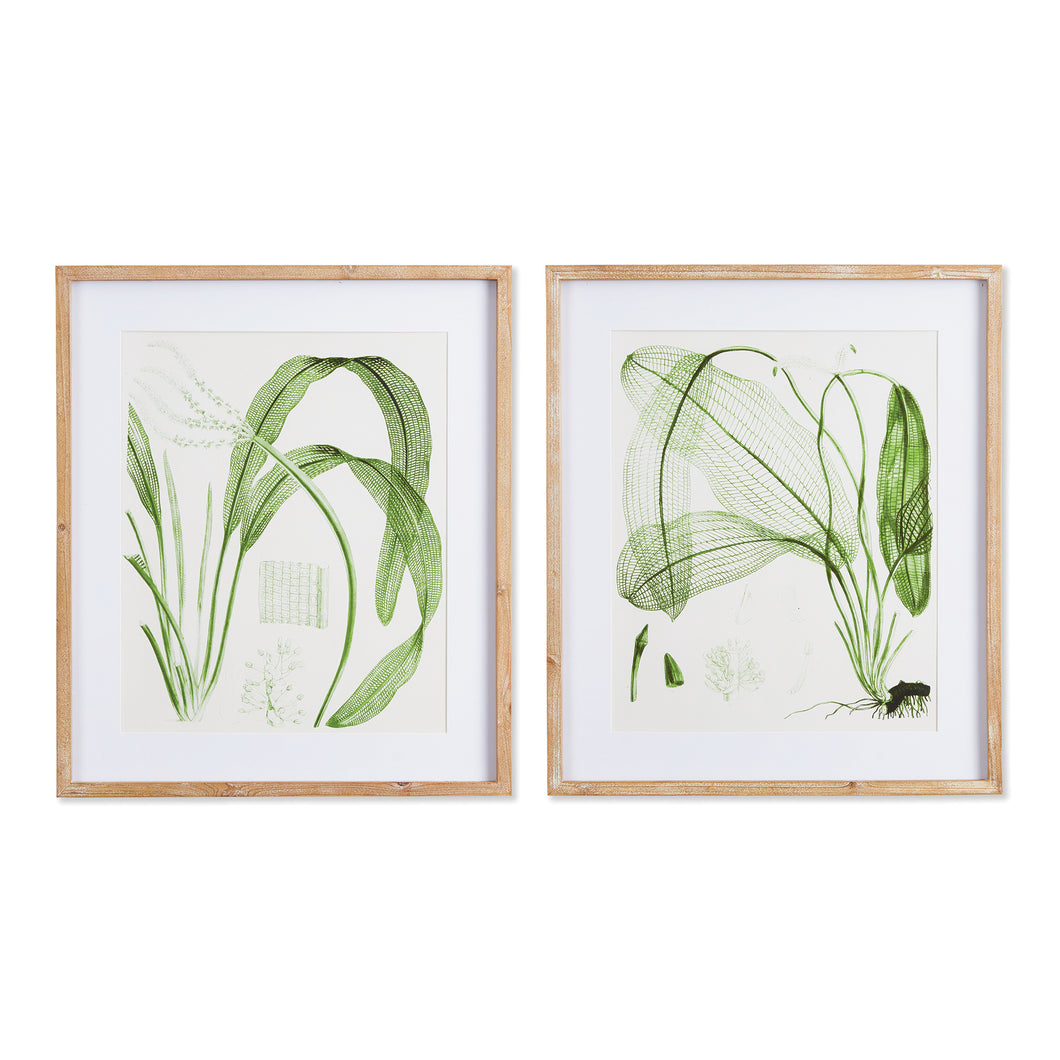 Aquatic Leaf Prints, Set Of 2