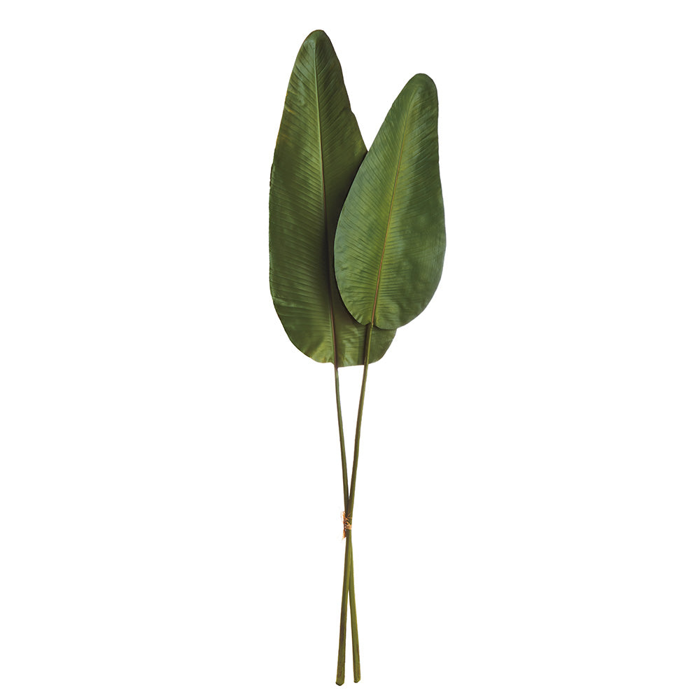 Strelitzia Leaf 63