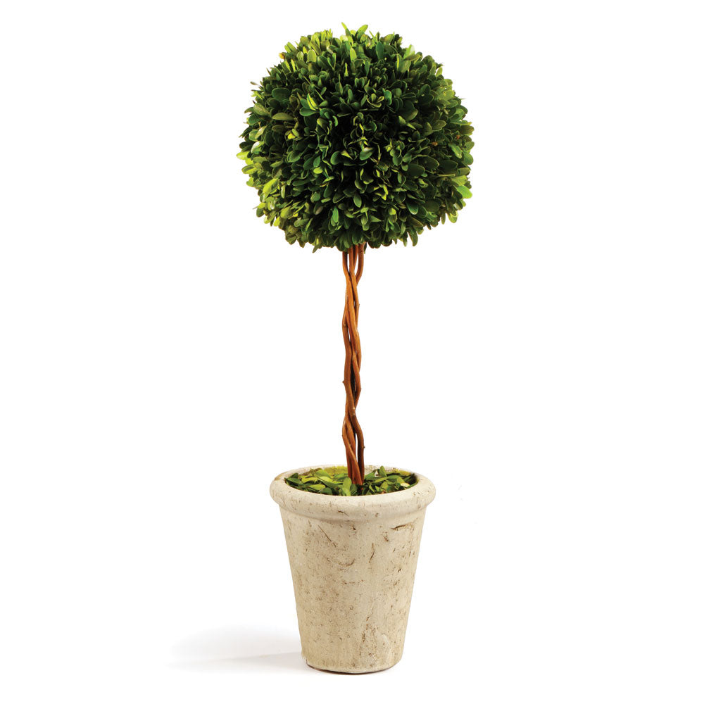 Boxwood Single Sphere Topiary 18.5