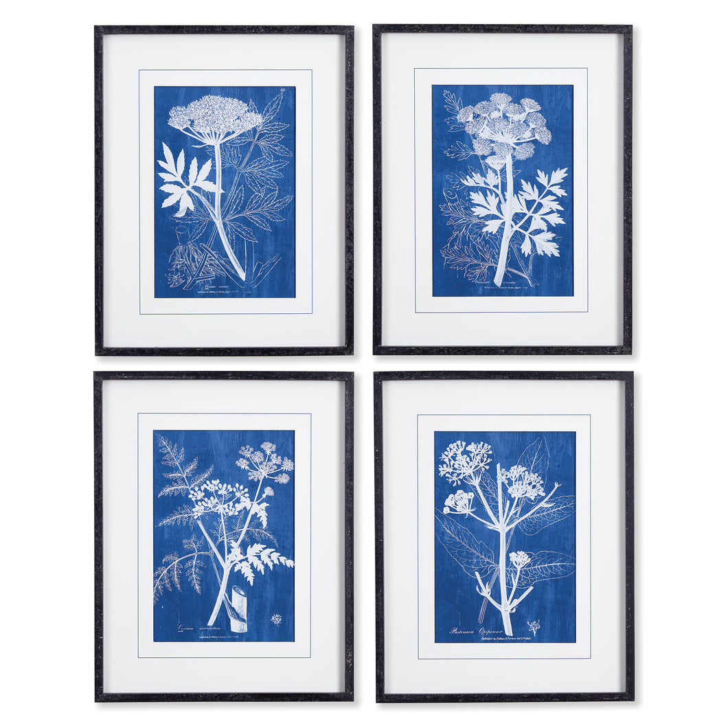 Cyanotype Queen Annes Lace Prints, Set Of 4
