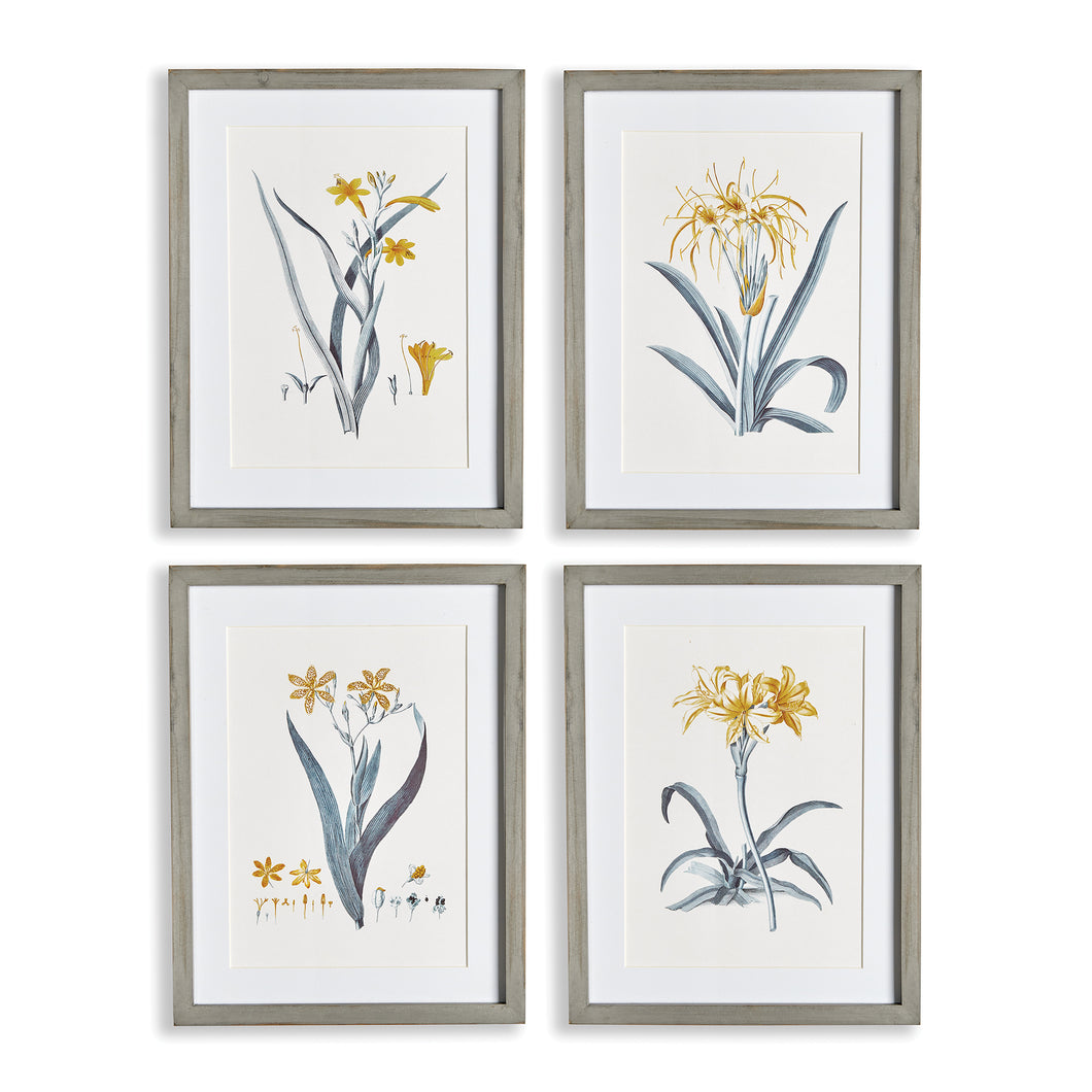 Daffodil Prints, Set Of 4