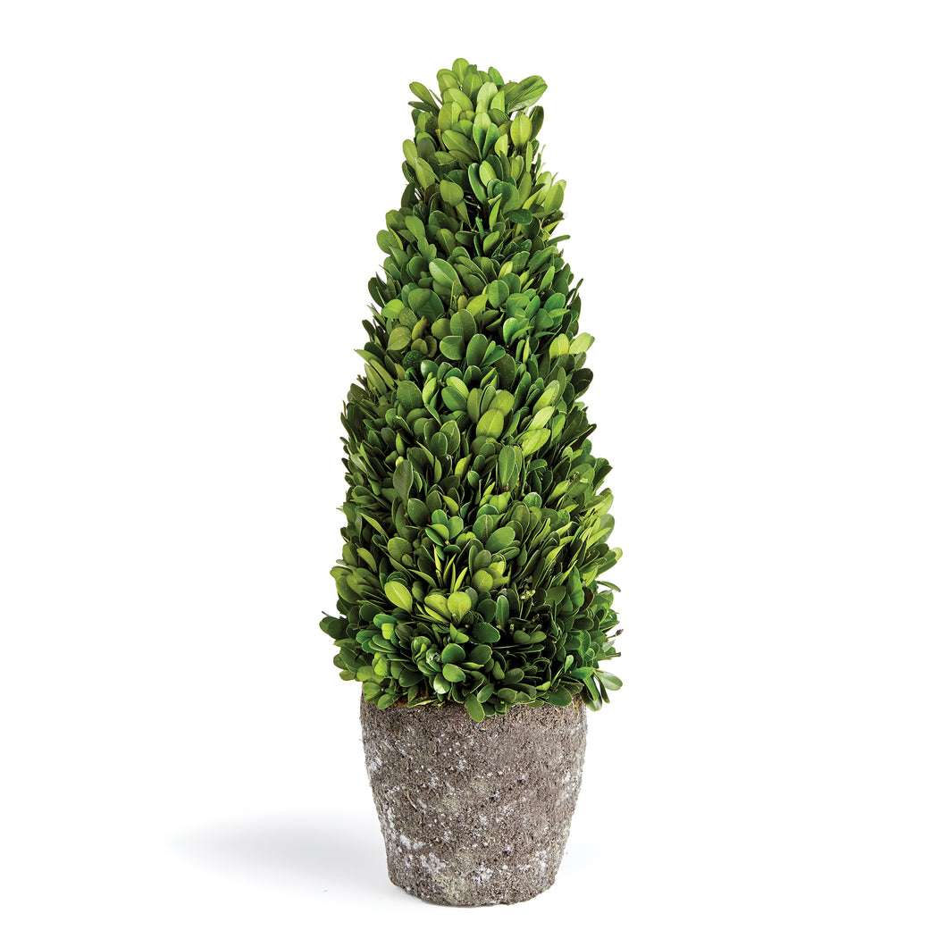 Boxwood Cone Topiary Drop-In 16