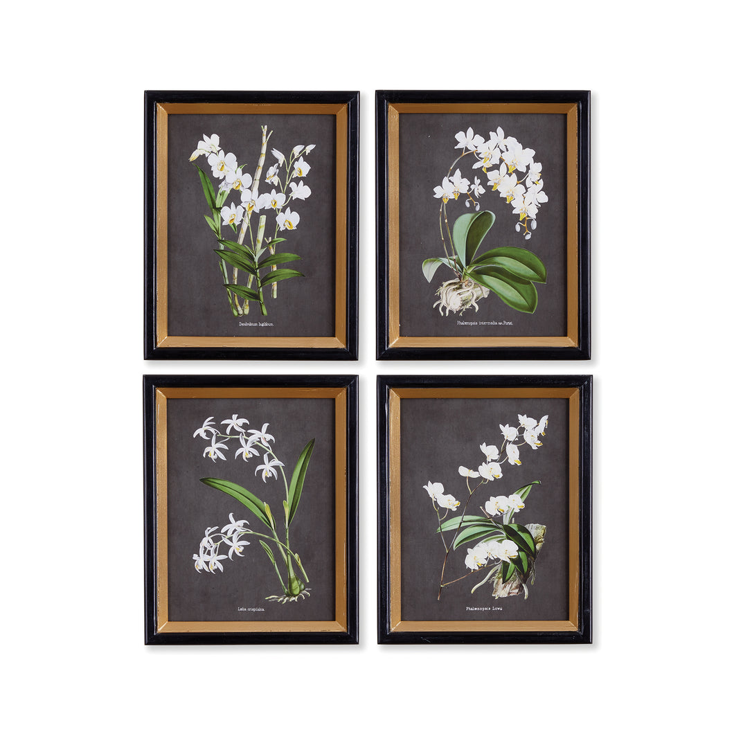 Orchid Study Petite, Set Of 4