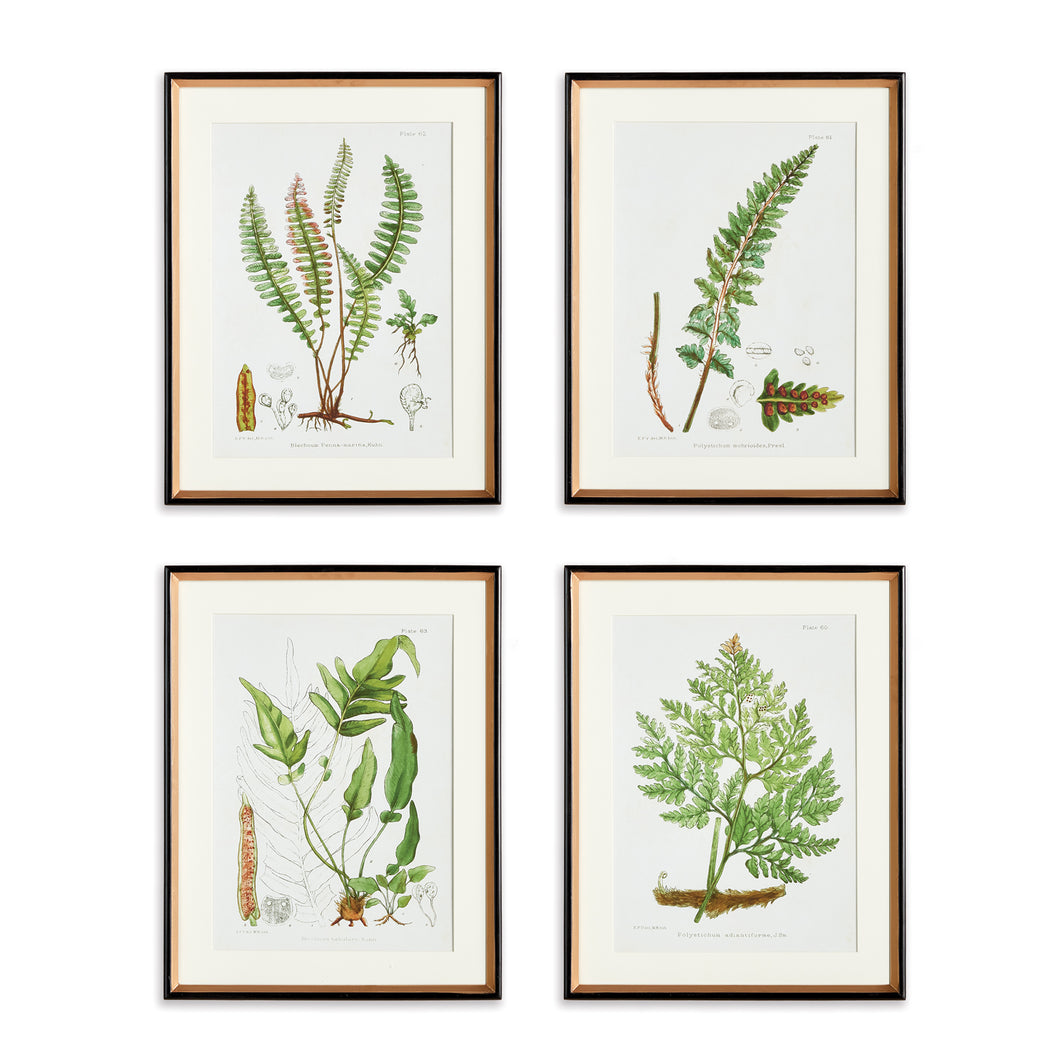 Structural Fern Study, Set Of 4