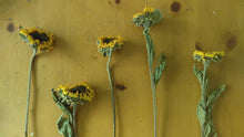 Load image into Gallery viewer, Dried sunflower bundle-- weddings, fall, rustic, primitive decor
