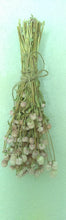 Load image into Gallery viewer, Set of 3 Dried Globe Amaranth aka gomphrena bundles
