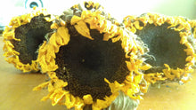 Load image into Gallery viewer, Dried sunflower bundle-- weddings, fall, rustic, primitive decor
